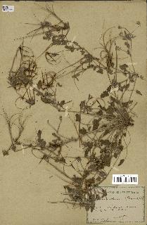 spécimen de Erodium guttatum