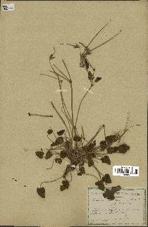 spécimen de Erodium guttatum