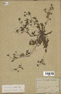 spécimen de Erodium guttatum