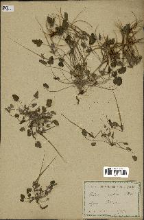 spécimen de Erodium guttatum
