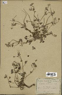 spécimen de Erodium guttatum