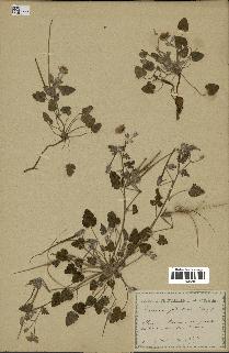 spécimen de Erodium guttatum