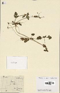 spécimen de Erodium moschatum