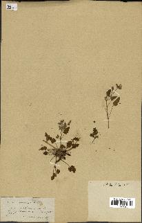 spécimen de Erodium guttatum