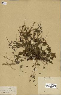 spécimen de Erodium guttatum