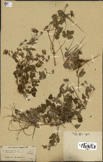spécimen de Erodium guttatum