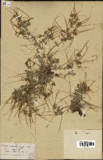 spécimen de Erodium guttatum