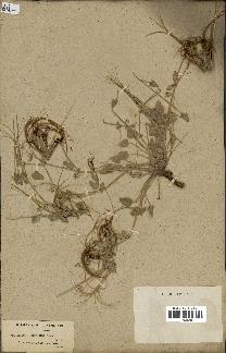 spécimen de Erodium guttatum