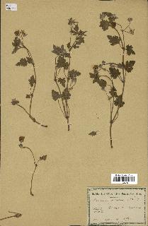 spécimen de Erodium guttatum
