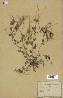 spécimen de Erodium guttatum