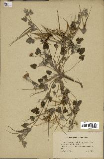 spécimen de Erodium guttatum