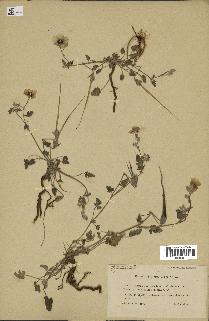 spécimen de Erodium guttatum