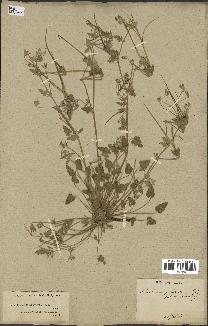 spécimen de Erodium guttatum