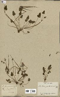 spécimen de Erodium guttatum