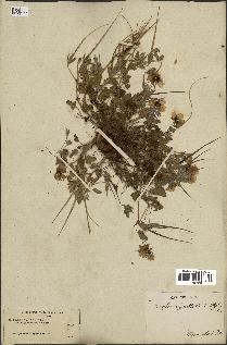 spécimen de Erodium guttatum