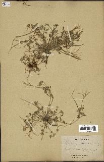 spécimen de Erodium guttatum