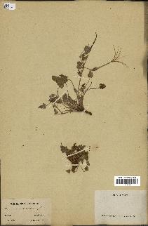 spécimen de Erodium guttatum