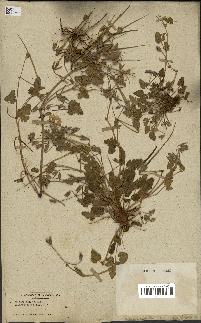spécimen de Erodium guttatum