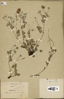 spécimen de Erodium guttatum