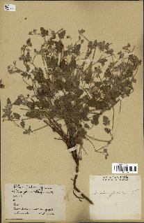 spécimen de Erodium guttatum