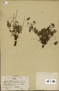 spécimen de Erodium guttatum