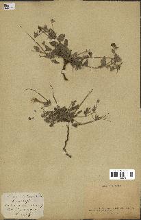 spécimen de Erodium guttatum