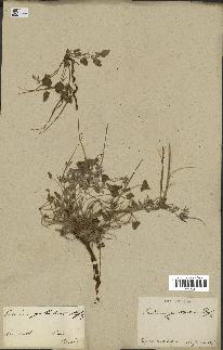 spécimen de Erodium guttatum