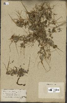 spécimen de Erodium guttatum