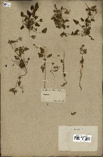 spécimen de Erodium guttatum