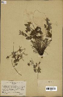 spécimen de Erodium guttatum