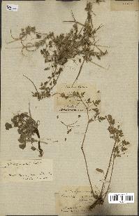 spécimen de Erodium guttatum