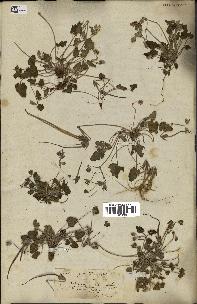 spécimen de Erodium guttatum