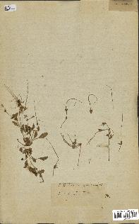 spécimen de Erodium guttatum