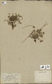 spécimen de Erodium guttatum