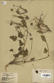 spécimen de Erodium guttatum