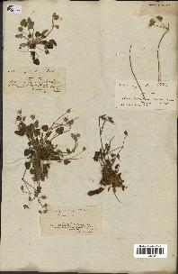 spécimen de Erodium guttatum