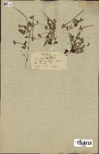 spécimen de Erodium guttatum