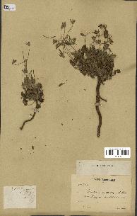 spécimen de Erodium guttatum