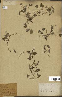 spécimen de Erodium guttatum