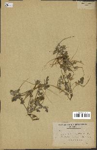 spécimen de Erodium guttatum