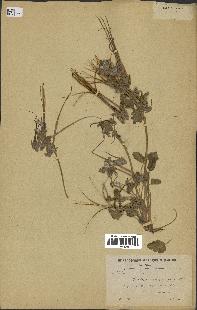 spécimen de Erodium guttatum