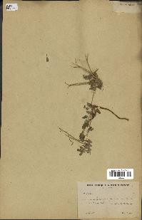 spécimen de Erodium guttatum