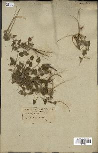 spécimen de Erodium guttatum