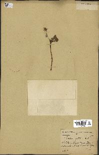 spécimen de Erodium guttatum