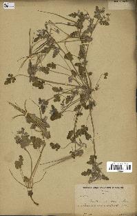 spécimen de Erodium guttatum