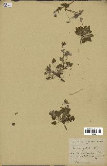 spécimen de Erodium guttatum