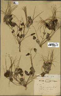 spécimen de Erodium guttatum