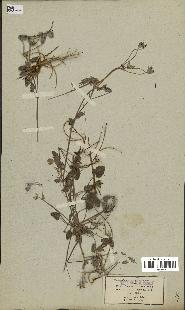 spécimen de Erodium guttatum