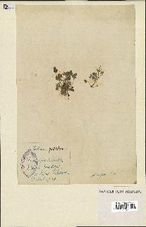 spécimen de Erodium guttatum