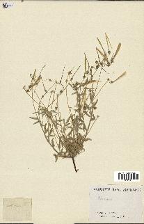 spécimen de Erodium guttatum